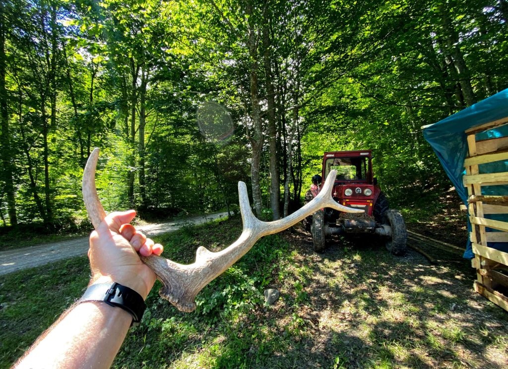 coarne caprioara munte valea doftanei
