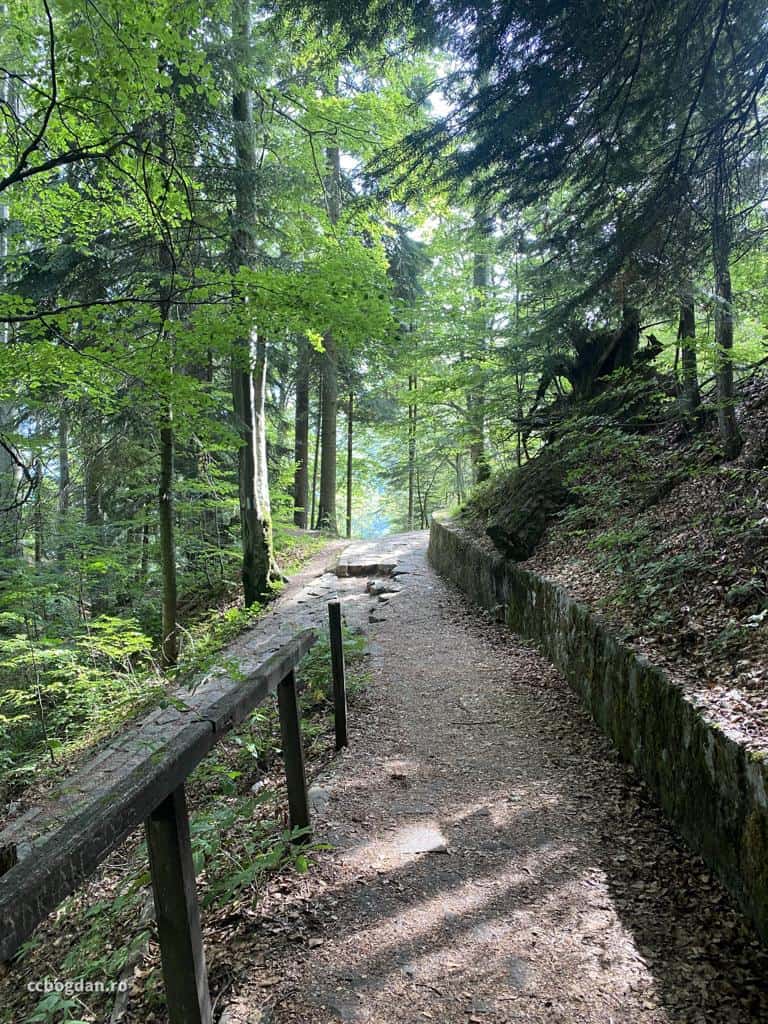 traseu prin padure poteca regala
