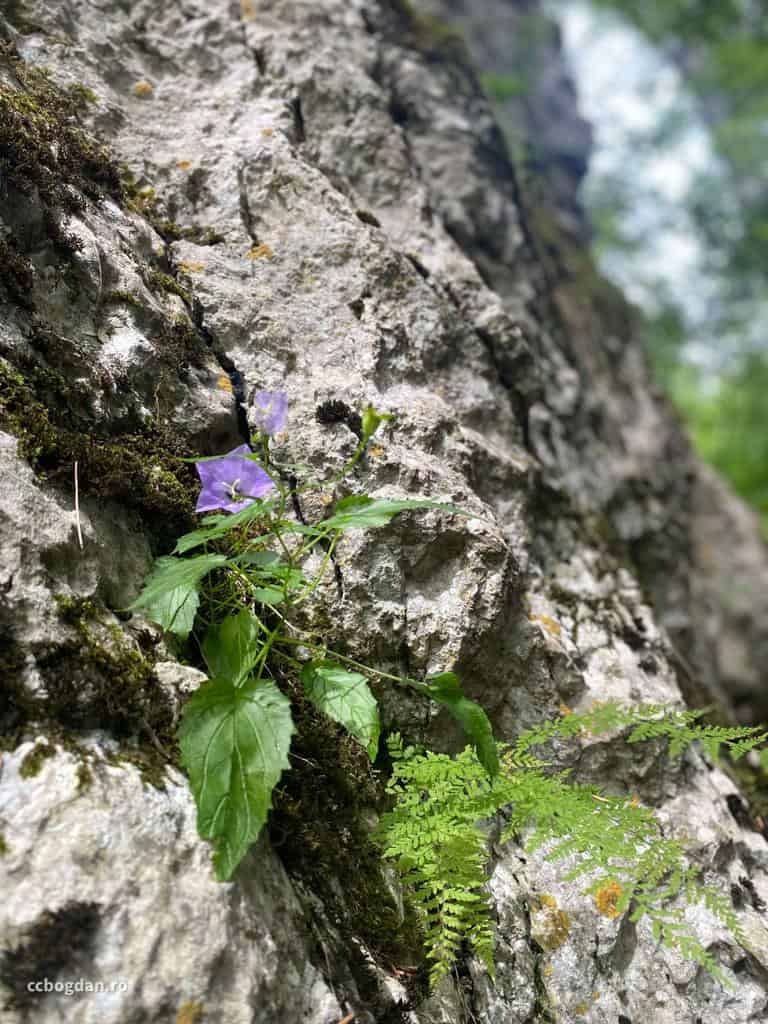 flori salbatice la munte poteca regala romania
