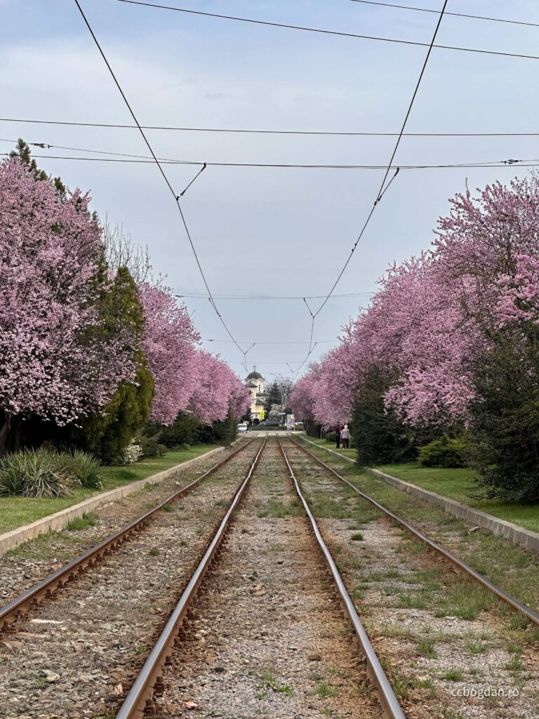 biserica damaroaia linie tramvai pomi infloriti primavara