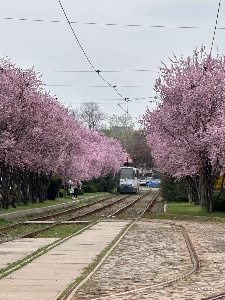 pomi infloriti primavara damaroaia tramvai