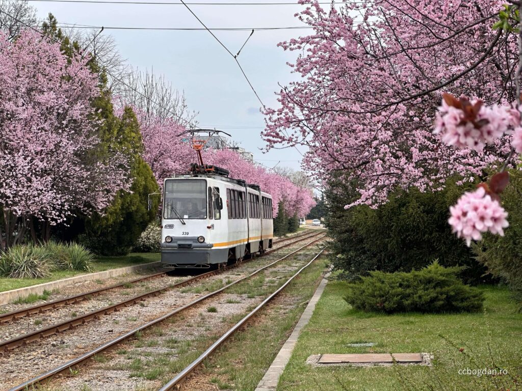 damaroaia tramvai pomi infloriti primavara