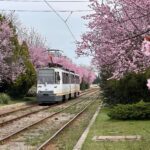 damaroaia tramvai pomi infloriti primavara