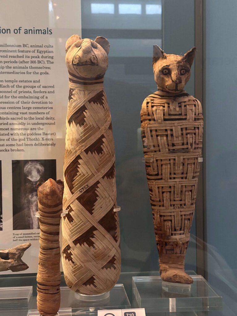 pisici mumificate londra british museum