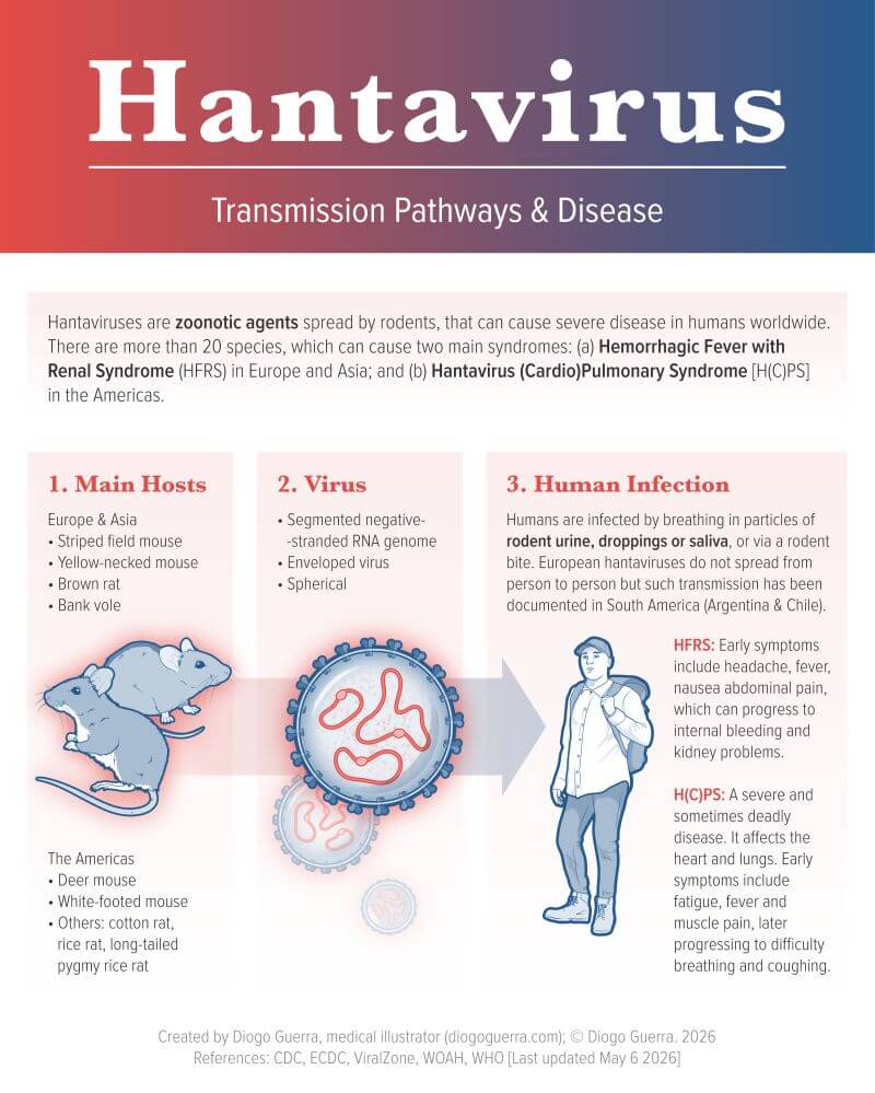hantavirus navă de croazieră 2026