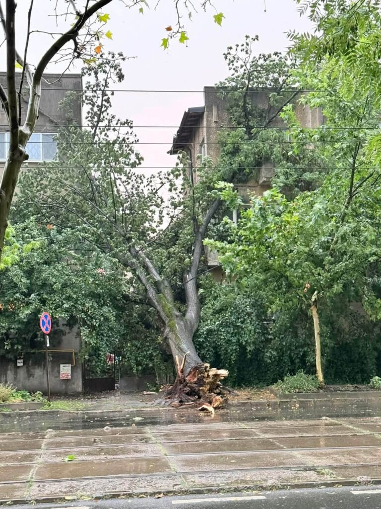 copaci căzuți furtuna București