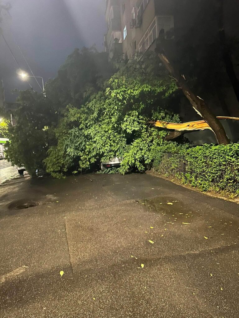 copaci rupți doborâți de furtuna de aseară din București