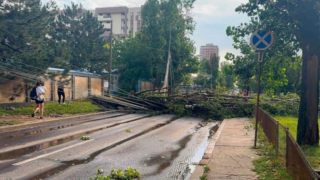 copaci pomi doborâți peste cabluri după furtuna de aseară din București