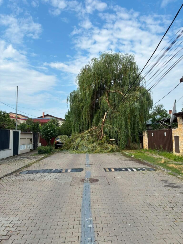 pomi căzuți peste cabluri de curent si telefonie după furtuna de aseară din București